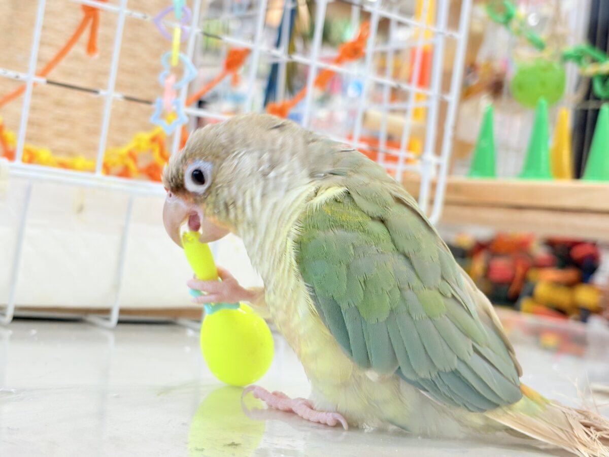 ホオミドリウロコインコ