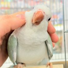 【最新画像更新🪄もうすぐひとり餌‪☆】来ったぞ♪来たぞ♬*°青リンゴ🐣🍏🫧オキナインコ(アクアブルーパリド) ヒナ