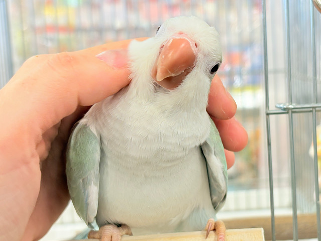 【最新画像更新🪄もうすぐひとり餌‪☆】来ったぞ♪来たぞ♬*°青リンゴ🐣🍏🫧オキナインコ(アクアブルーパリド) ヒナ