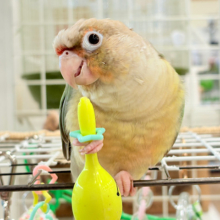 【最新画像更新🪄ひとり餌になりました‪☆】おめめくりくり‪☆ふんわりカラー🫧ウロコインコ(ブルーパイナップル) ヒナ