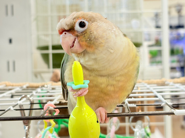 【最新画像更新🪄ひとり餌になりました‪☆】おめめくりくり‪☆ふんわりカラー🫧ウロコインコ(ブルーパイナップル) ヒナ