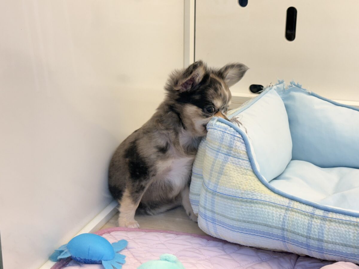 毛量みっちりムチムチボディーのハーフ犬(チワワ×kダックス)男の子入荷しました❤️ チワックス