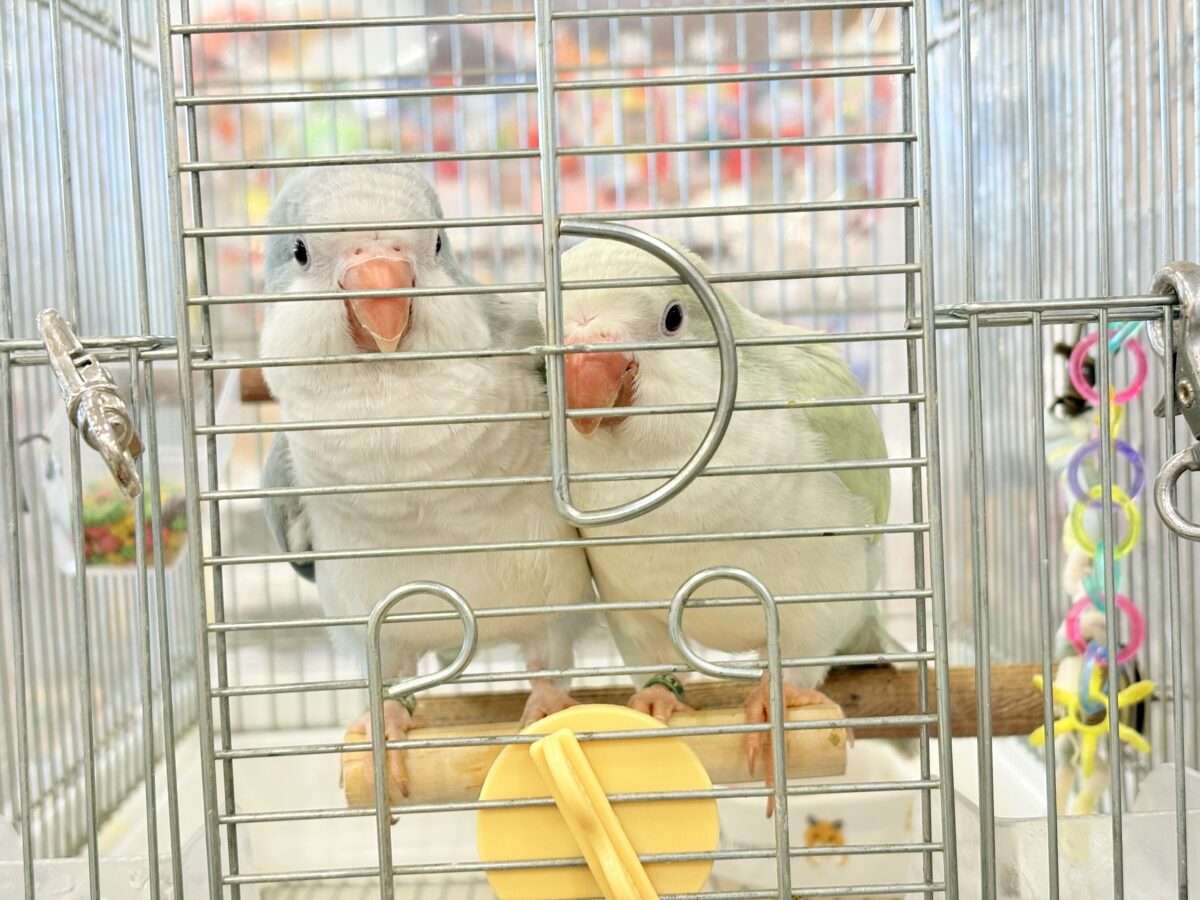 オキナインコ