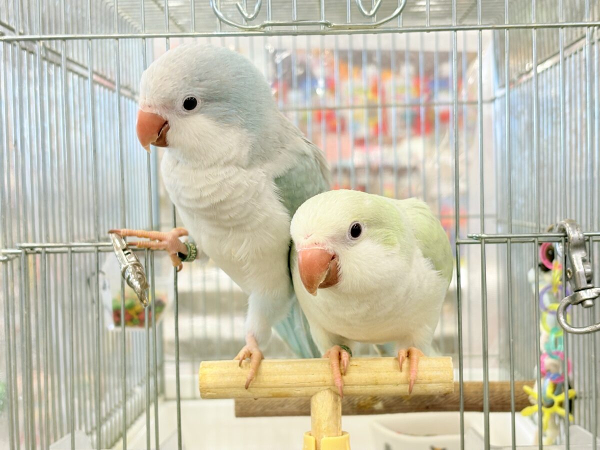 オキナインコ