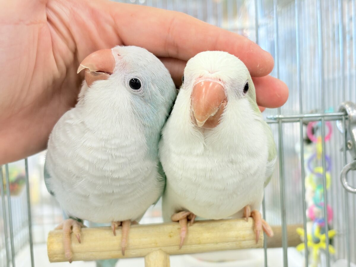 【最新画像更新🪄】淡い淡い禁断の果実🐣🍏オキナインコ(アクアブルーパリドイノ) ヒナ オキナインコ
