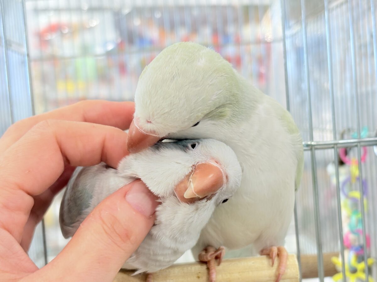 【最新画像・動画更新🪄もうすぐひとり餌☆】おめめがキレイ✨澄んだ瞳が魅力的🐣🫧オキナインコ(ブルーパリド) ヒナ オキナインコ