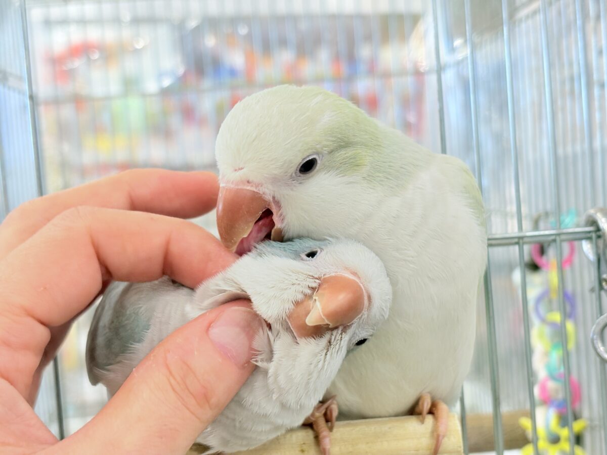 オキナインコ