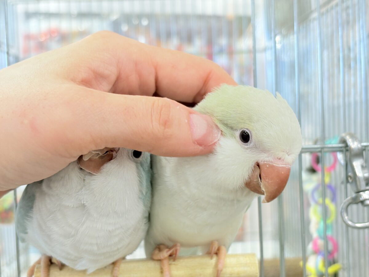 【最新画像更新🪄】淡い淡い禁断の果実🐣🍏オキナインコ(アクアブルーパリドイノ) ヒナ オキナインコ