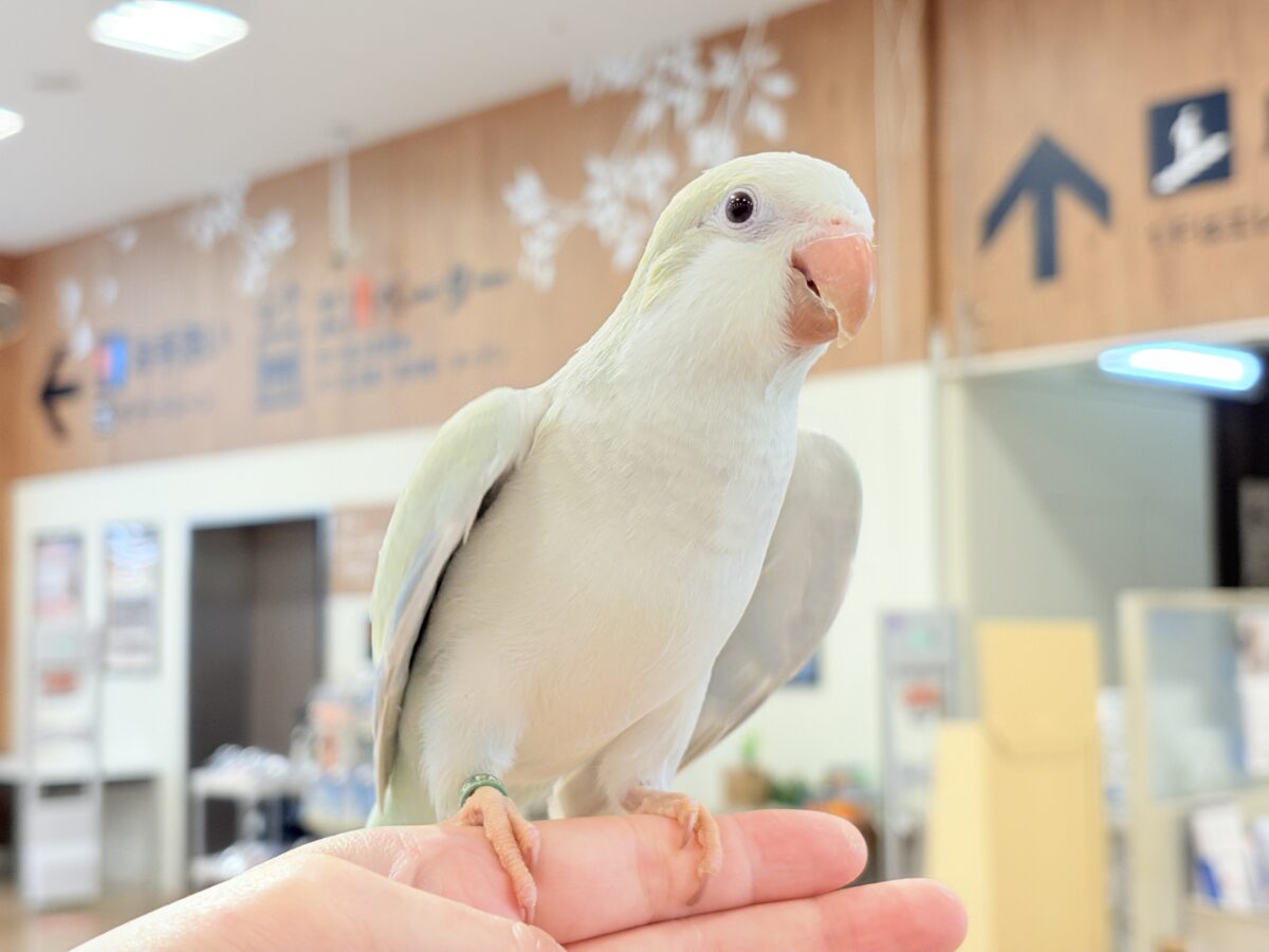 オキナインコ
