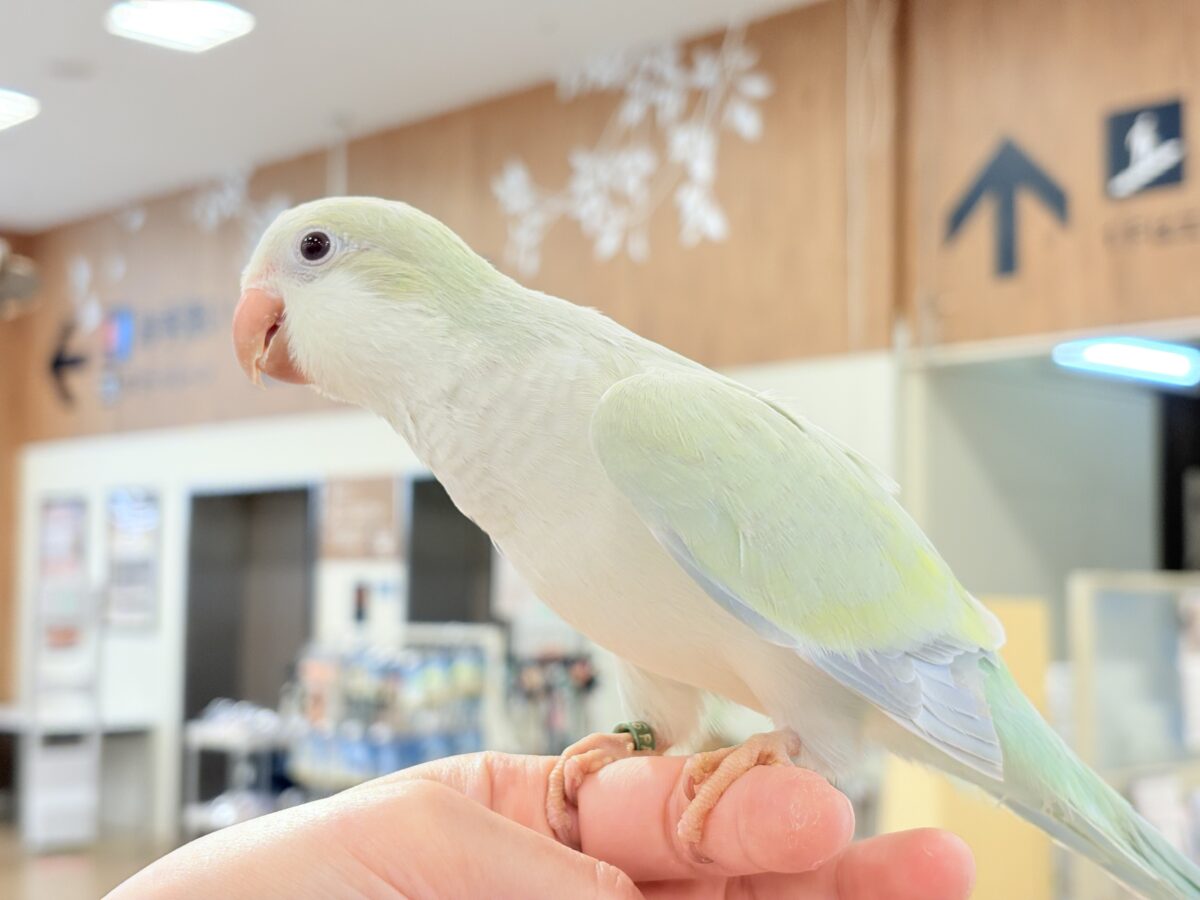 オキナインコ
