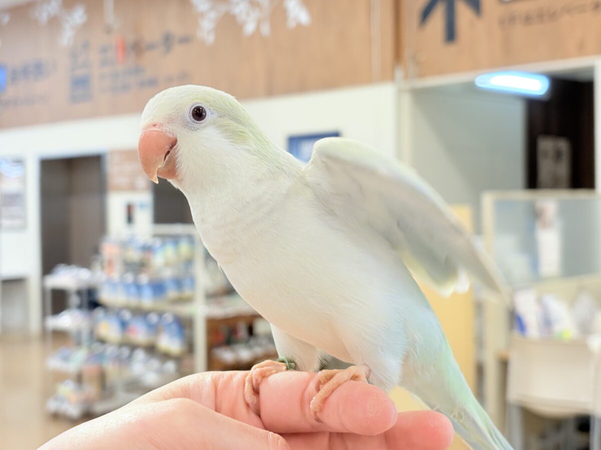 【最新画像更新🪄】淡い淡い禁断の果実🐣🍏オキナインコ(アクアブルーパリドイノ) ヒナ オキナインコ