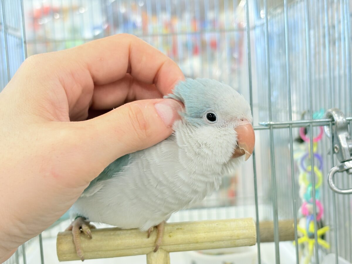 オキナインコ
