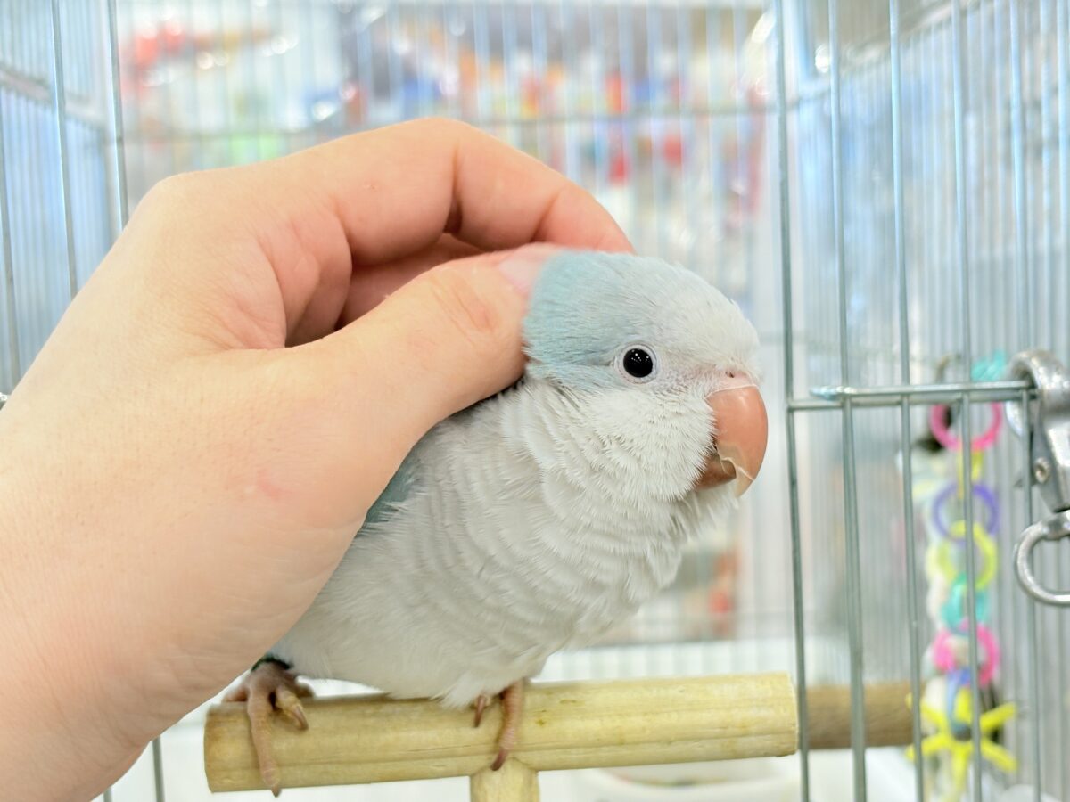 オキナインコ