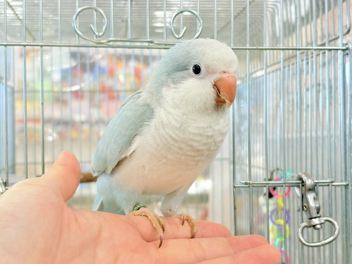 オキナインコ