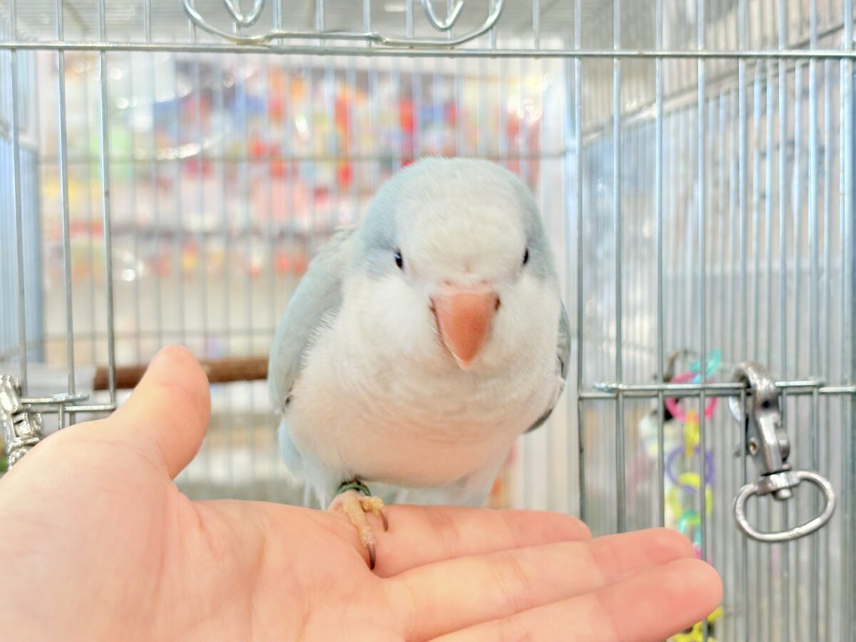 オキナインコ