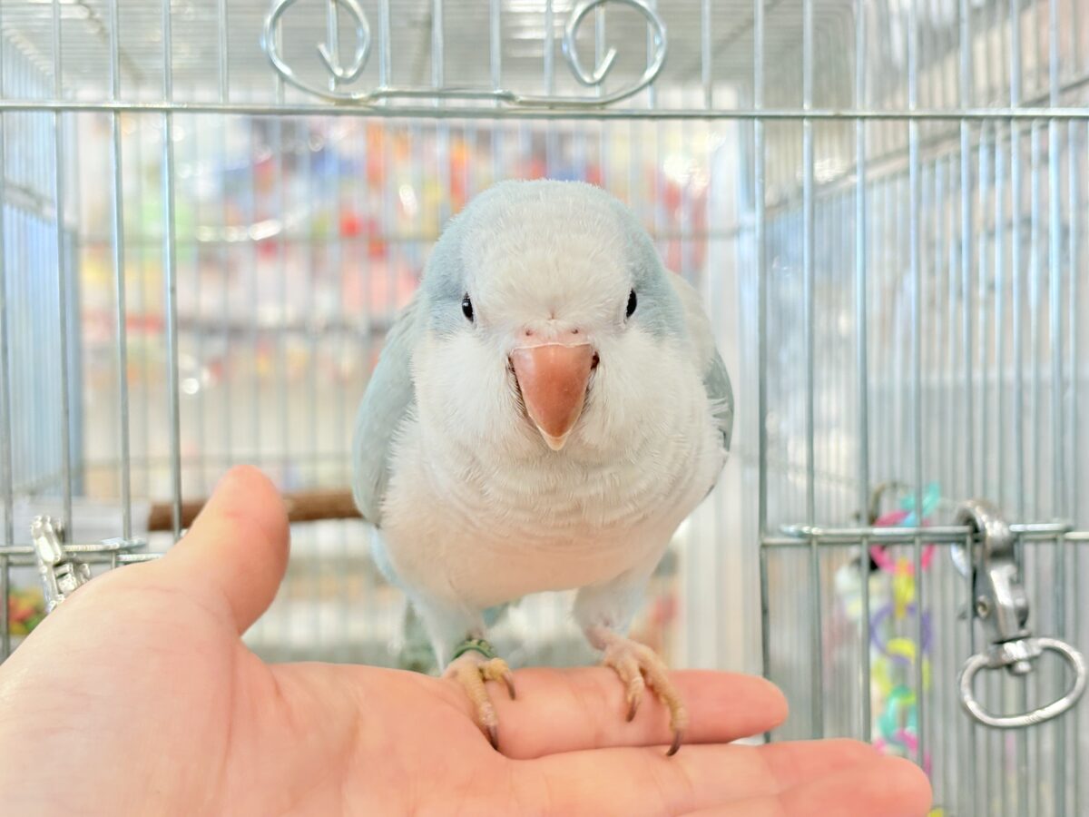 オキナインコ