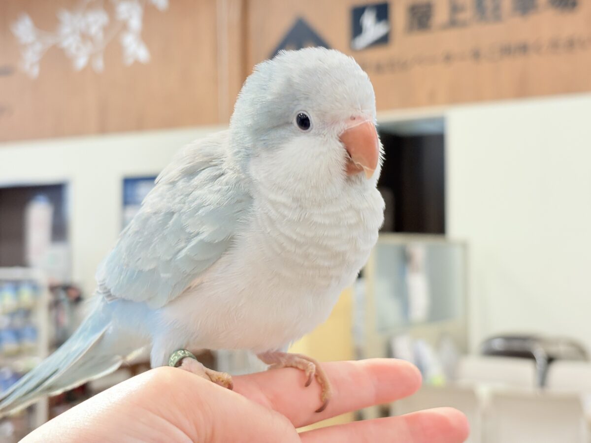 【最新画像・動画更新🪄もうすぐひとり餌☆】おめめがキレイ✨澄んだ瞳が魅力的🐣🫧オキナインコ(ブルーパリド) ヒナ オキナインコ