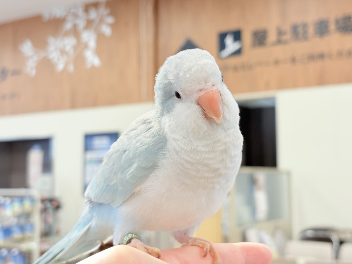 【最新画像・動画更新🪄もうすぐひとり餌☆】おめめがキレイ✨澄んだ瞳が魅力的🐣🫧オキナインコ(ブルーパリド) ヒナ オキナインコ