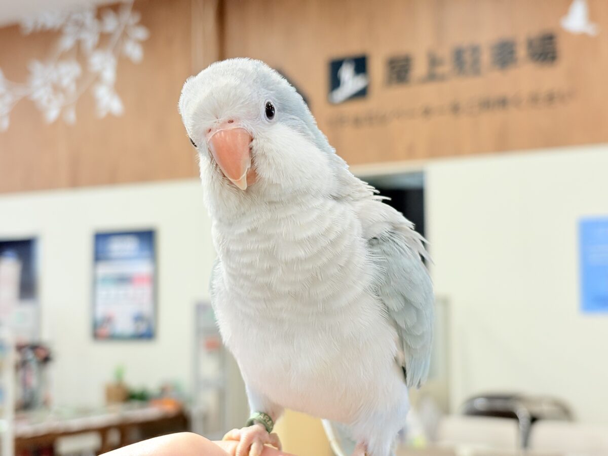 【最新画像・動画更新🪄もうすぐひとり餌☆】おめめがキレイ✨澄んだ瞳が魅力的🐣🫧オキナインコ(ブルーパリド) ヒナ オキナインコ