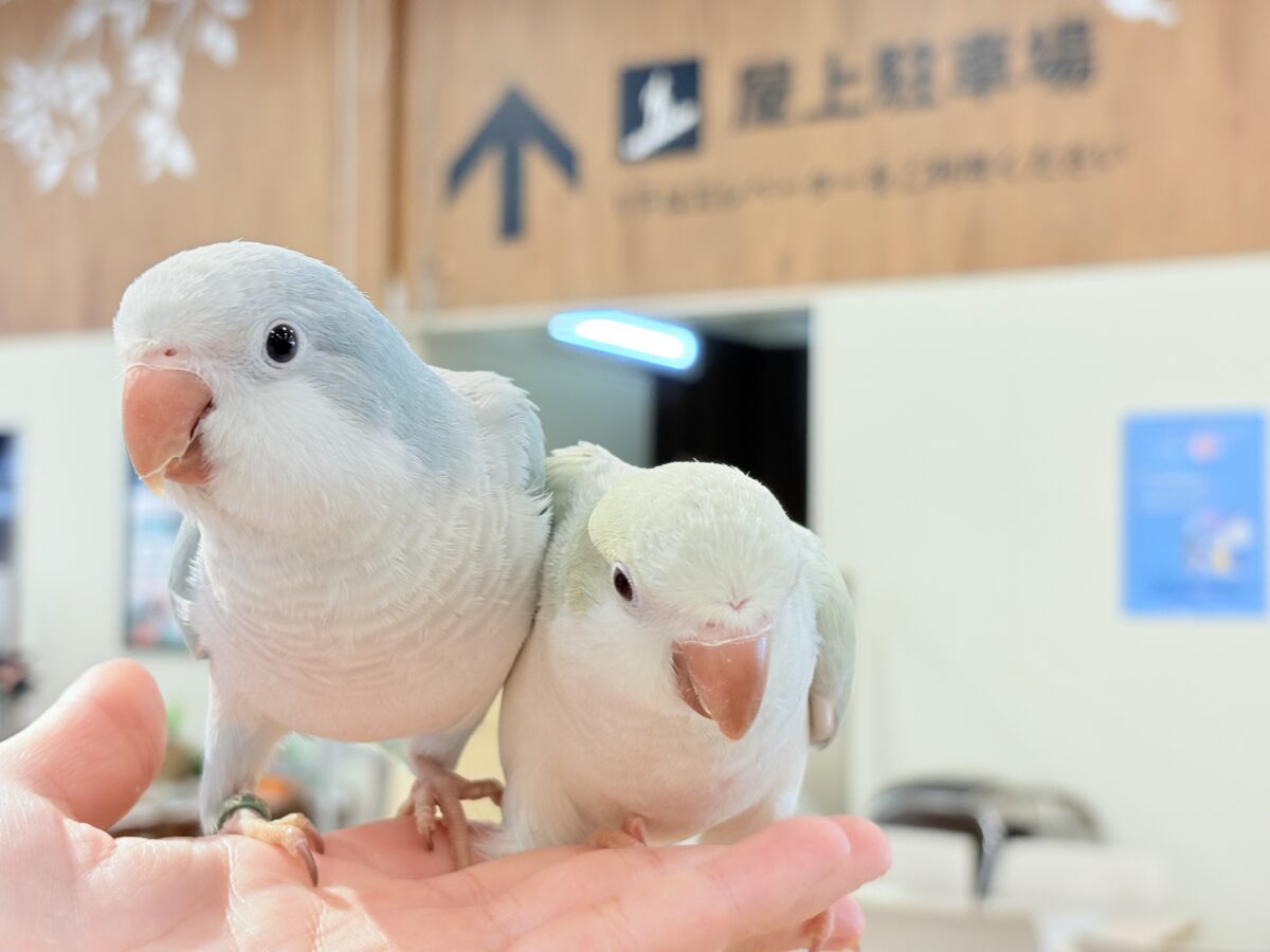 オキナインコ