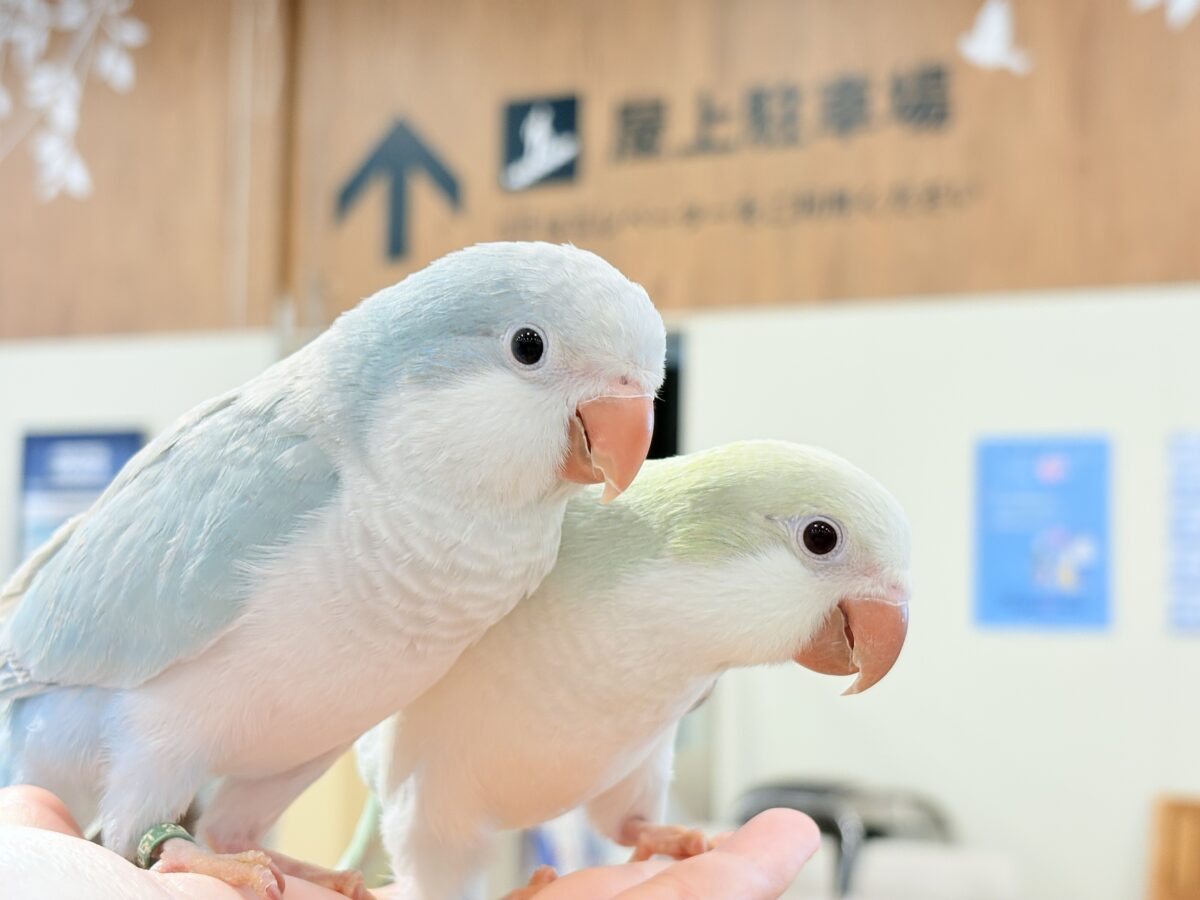 オキナインコ
