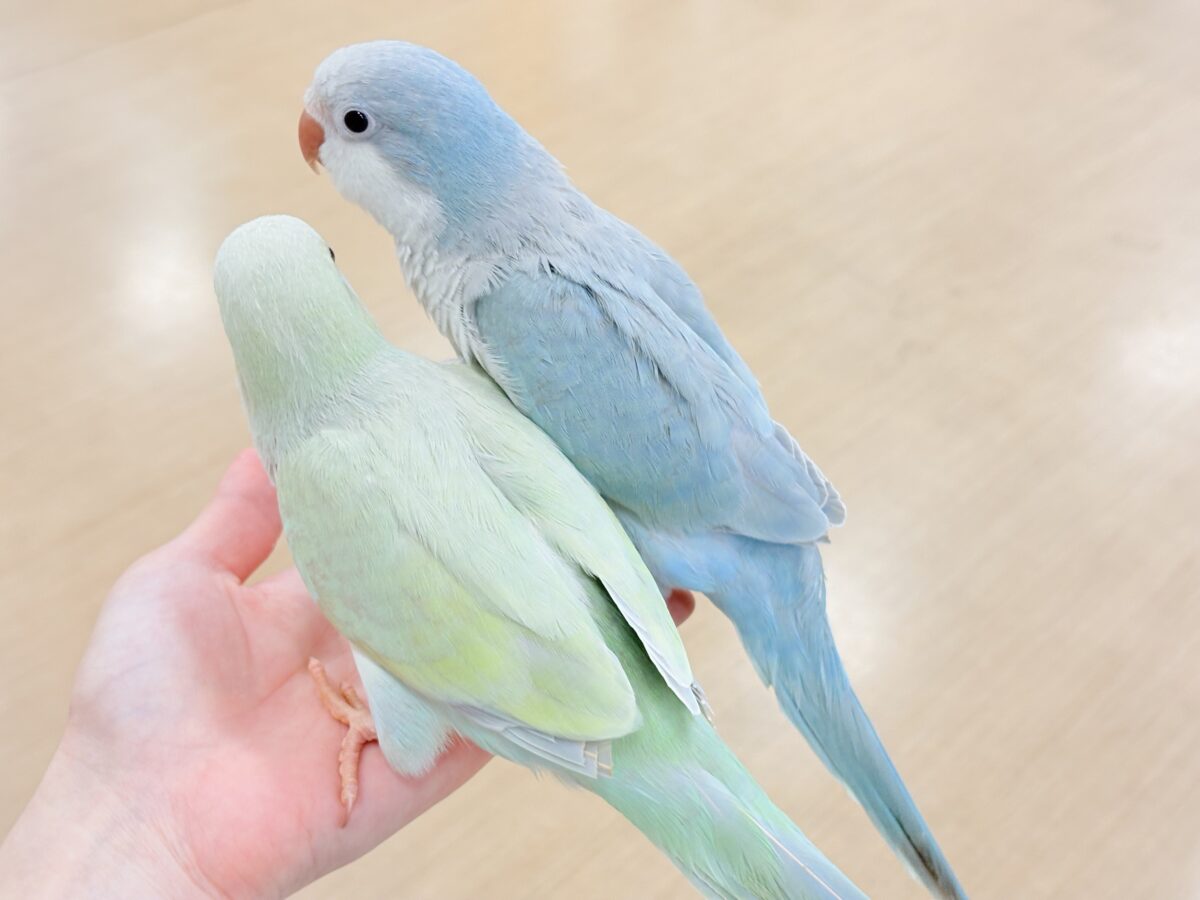 【最新画像更新🪄】淡い淡い禁断の果実🐣🍏オキナインコ(アクアブルーパリドイノ) ヒナ オキナインコ