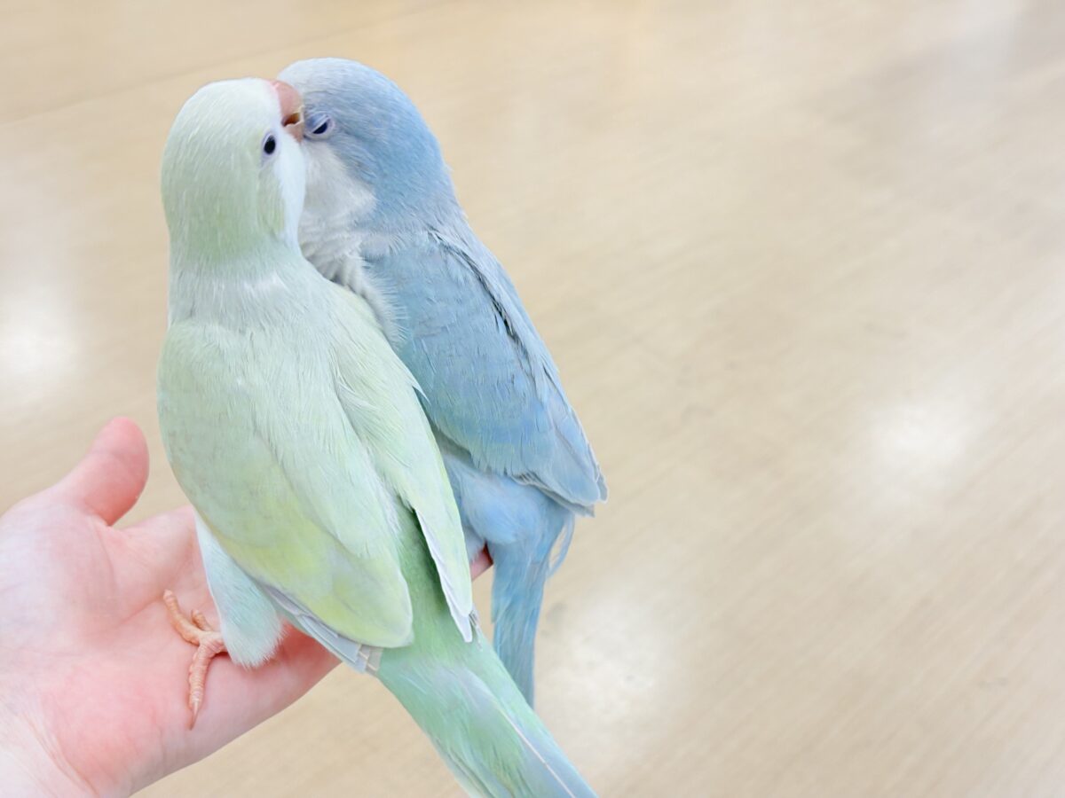 オキナインコ