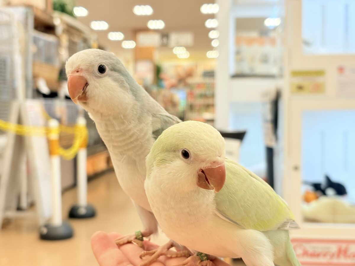 オキナインコ