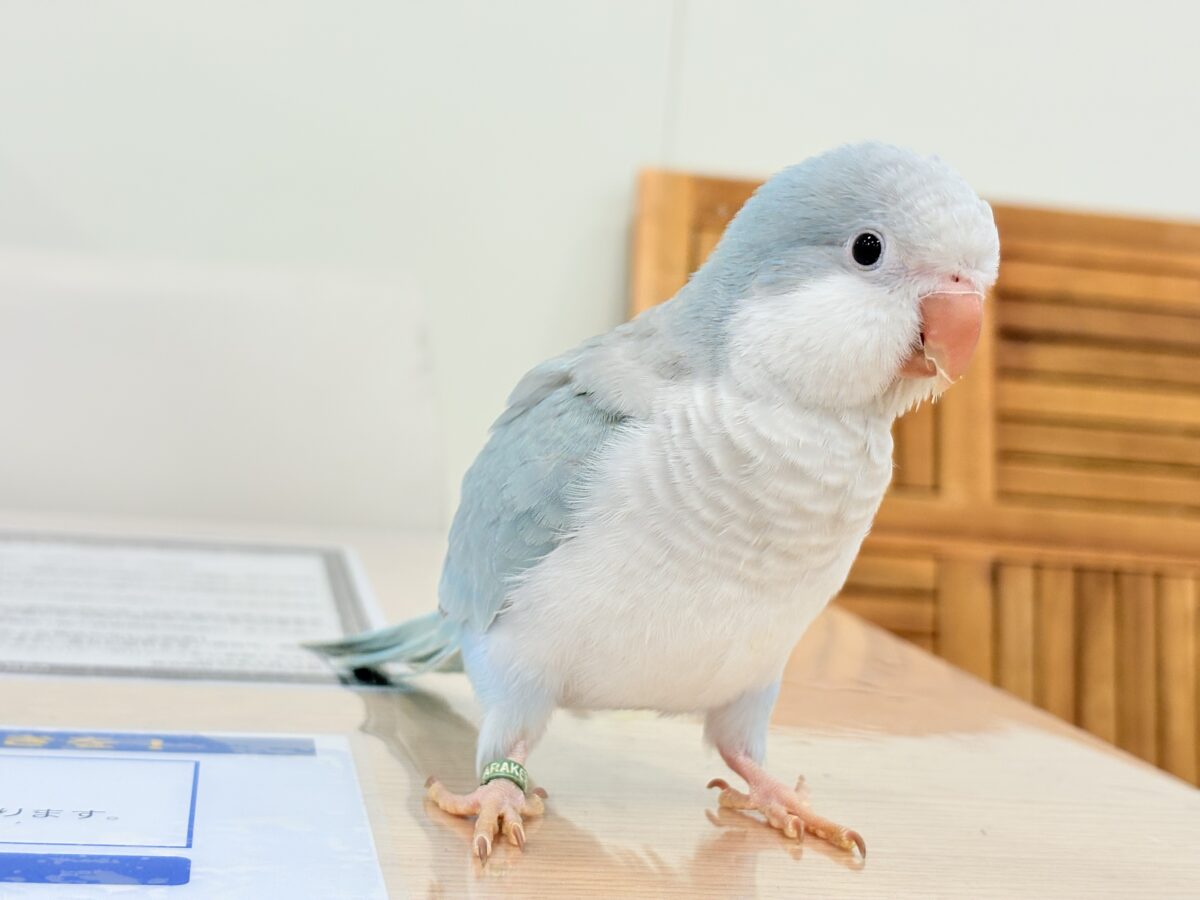 オキナインコ