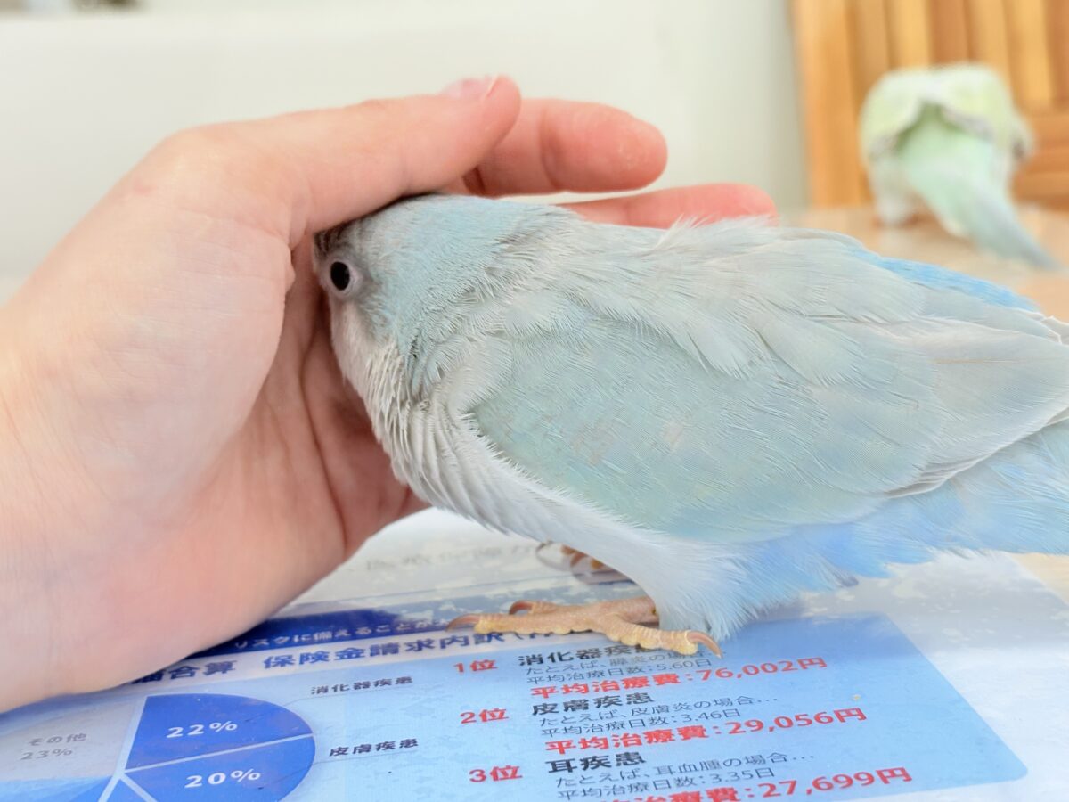 オキナインコ