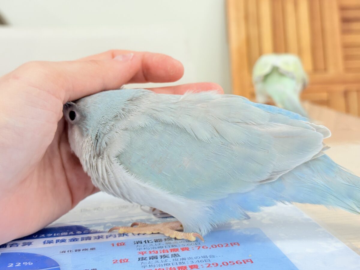 【最新画像・動画更新🪄もうすぐひとり餌☆】おめめがキレイ✨澄んだ瞳が魅力的🐣🫧オキナインコ(ブルーパリド) ヒナ オキナインコ