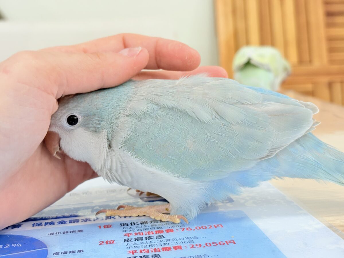 オキナインコ