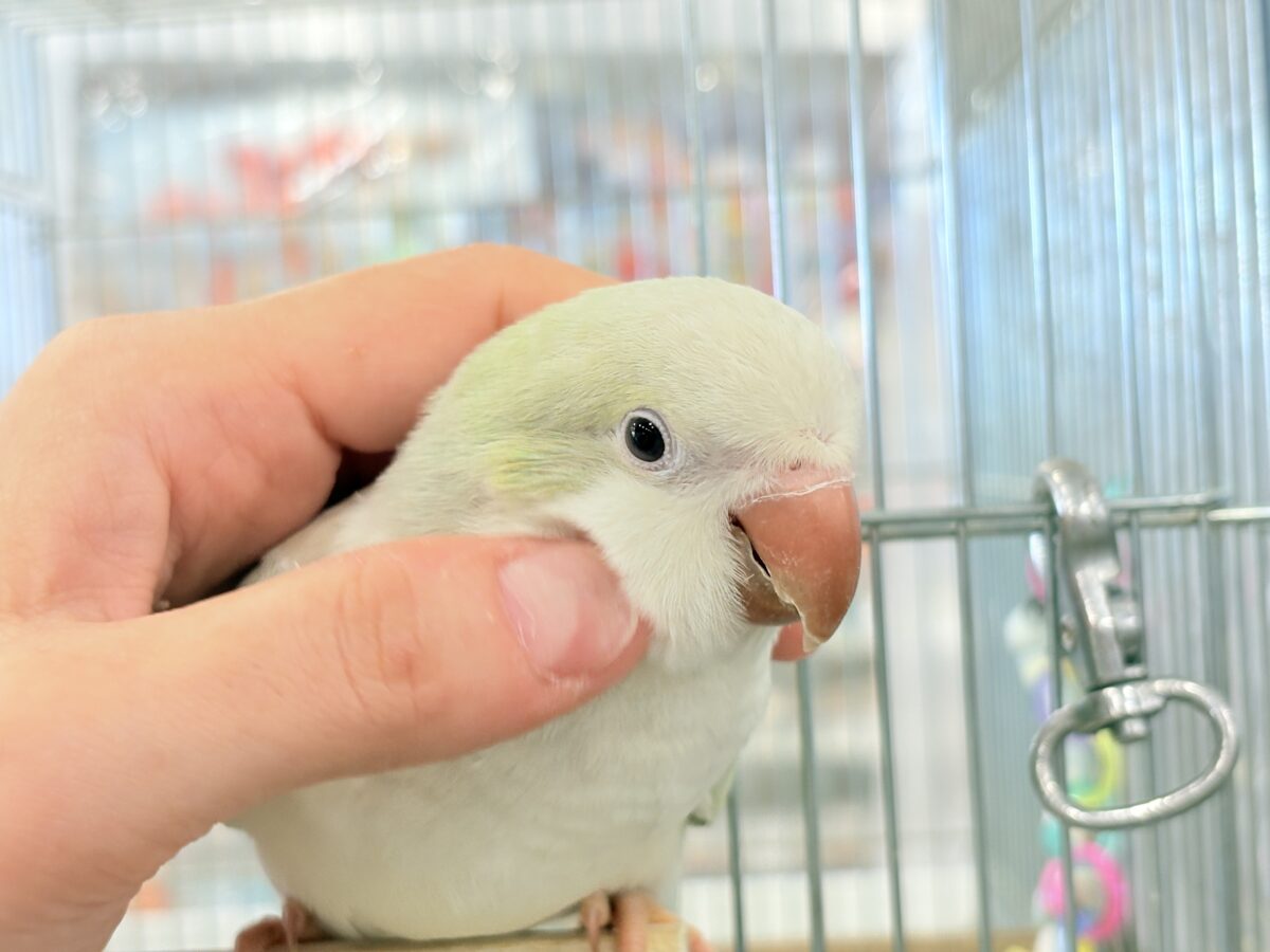 オキナインコ