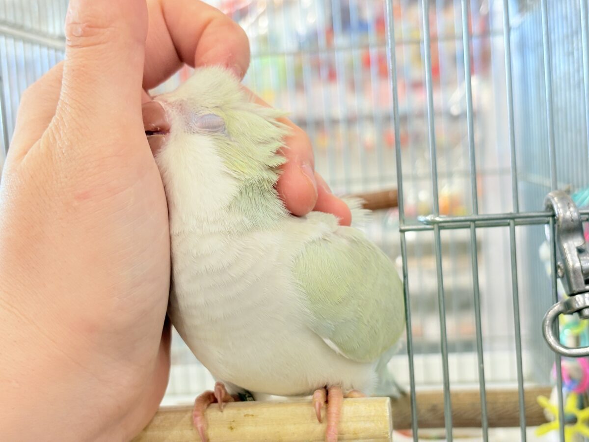 オキナインコ