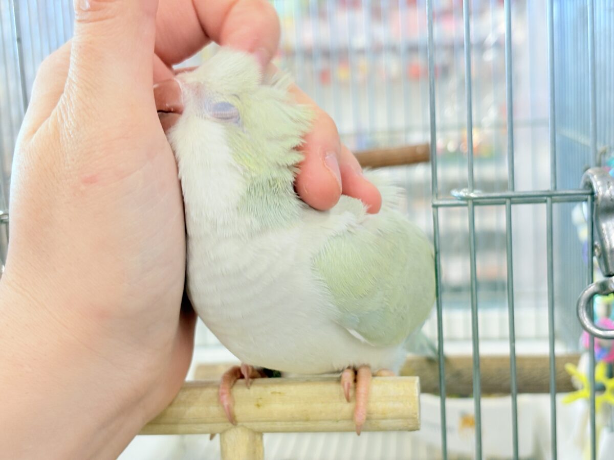 オキナインコ