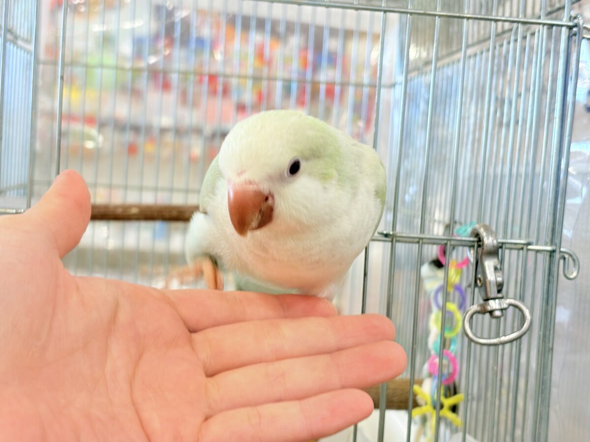 オキナインコ