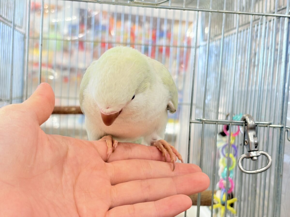 オキナインコ