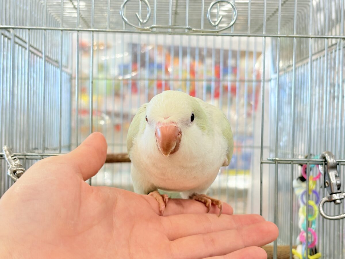 【最新画像更新🪄】淡い淡い禁断の果実🐣🍏オキナインコ(アクアブルーパリドイノ) ヒナ オキナインコ