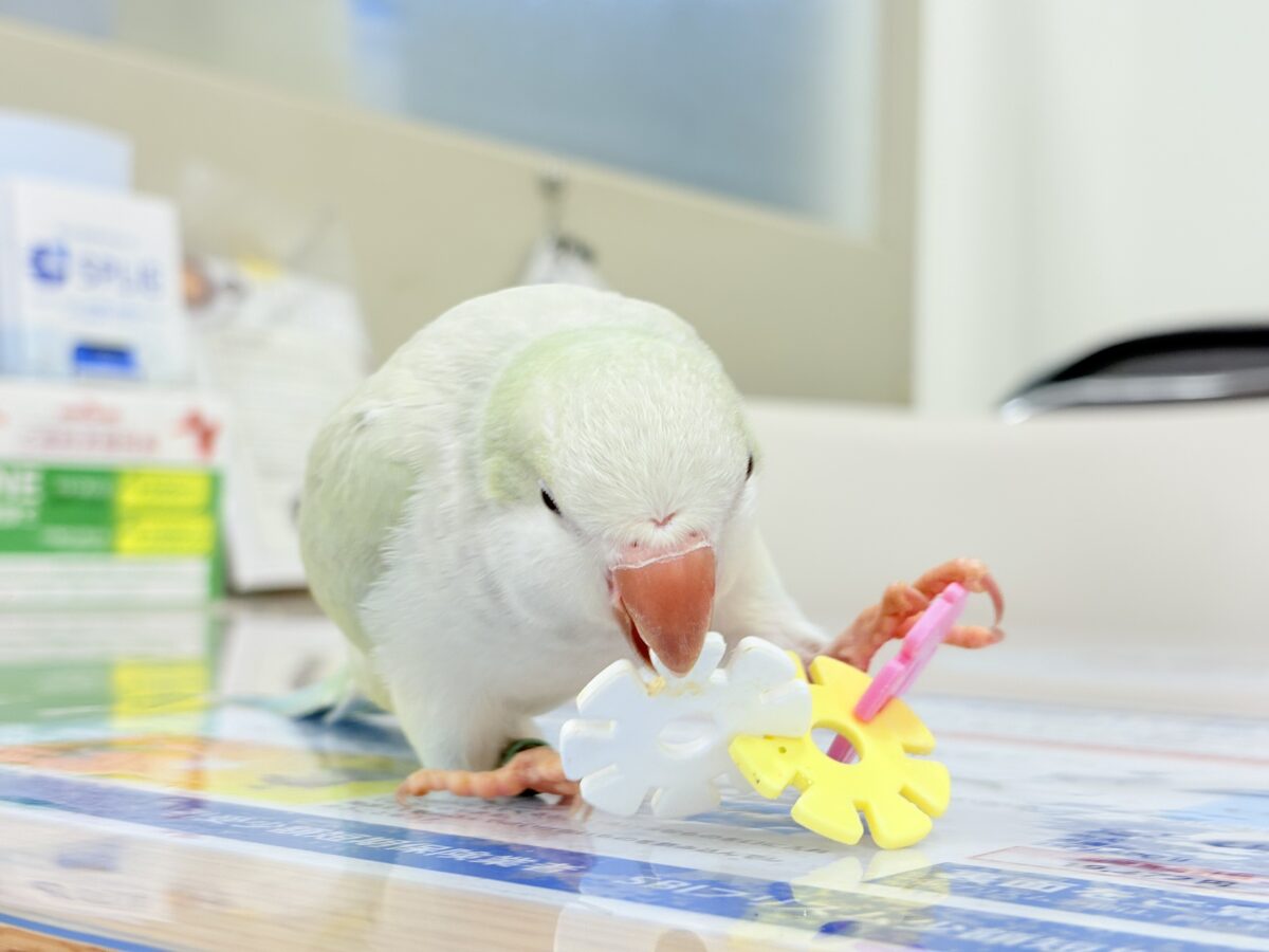 オキナインコ