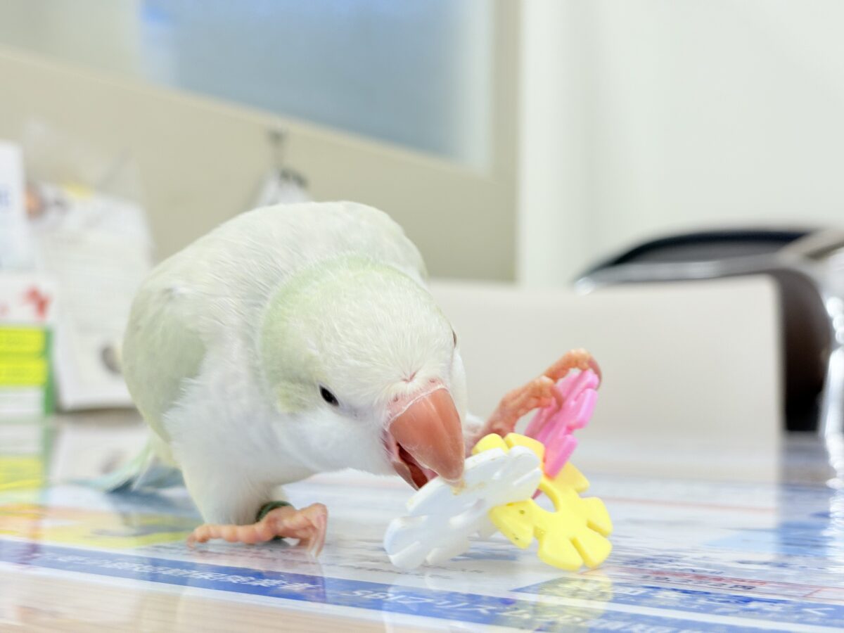 オキナインコ