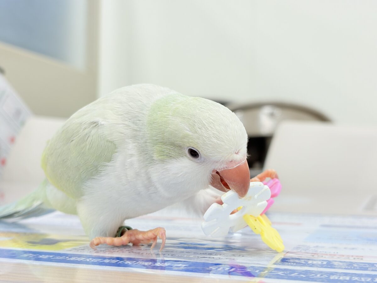 オキナインコ