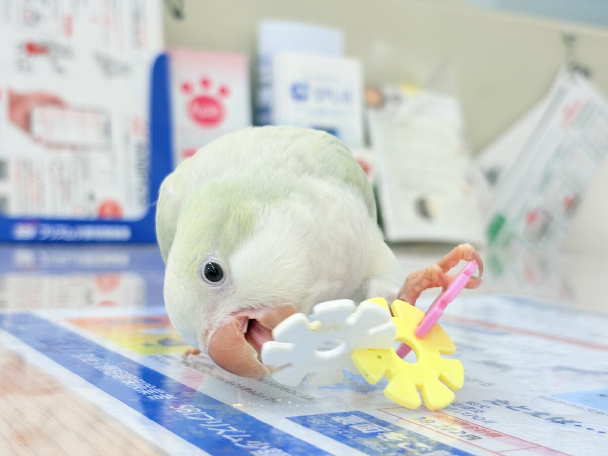 【最新画像更新🪄】淡い淡い禁断の果実🐣🍏オキナインコ(アクアブルーパリドイノ) ヒナ オキナインコ