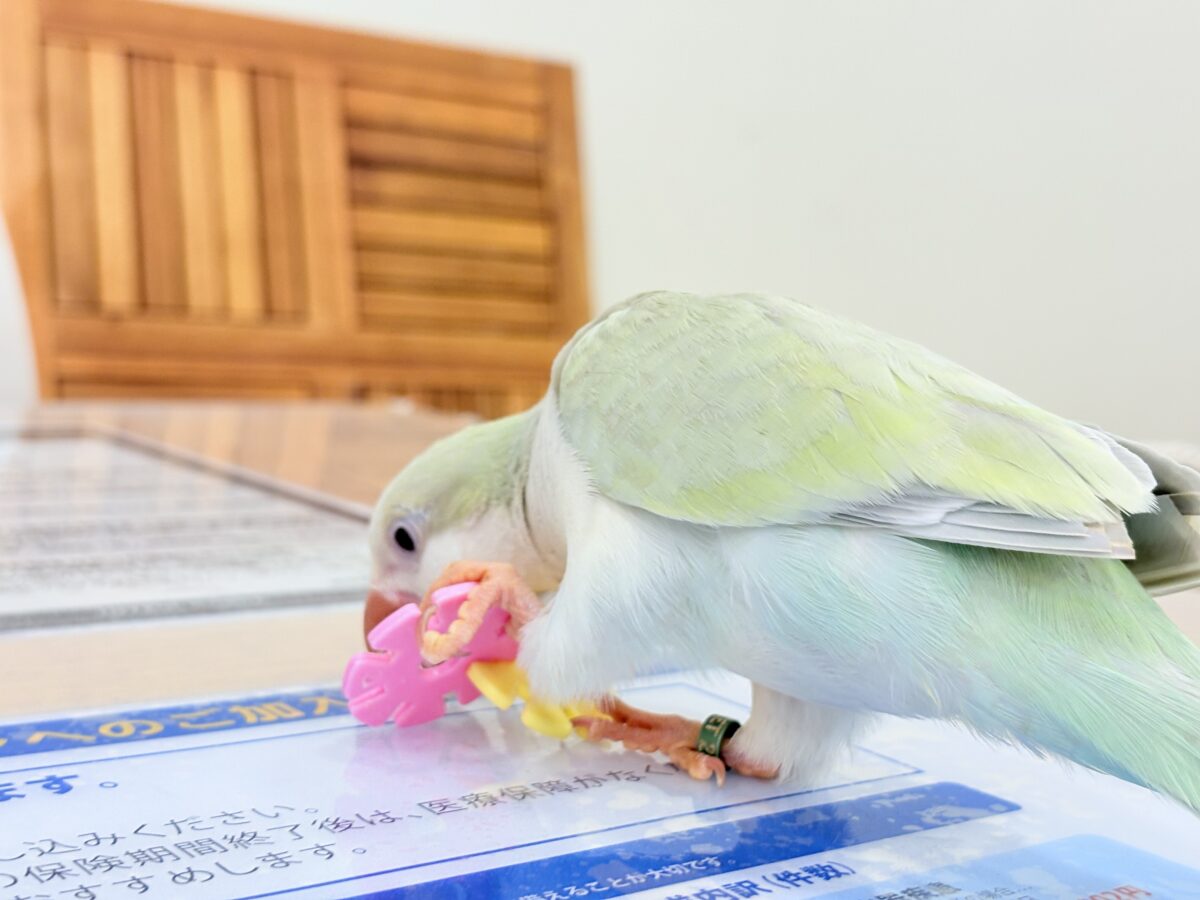 【最新画像更新🪄】淡い淡い禁断の果実🐣🍏オキナインコ(アクアブルーパリドイノ) ヒナ オキナインコ