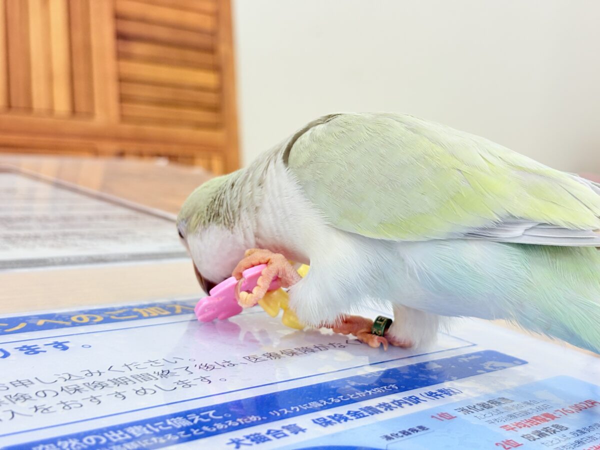 オキナインコ