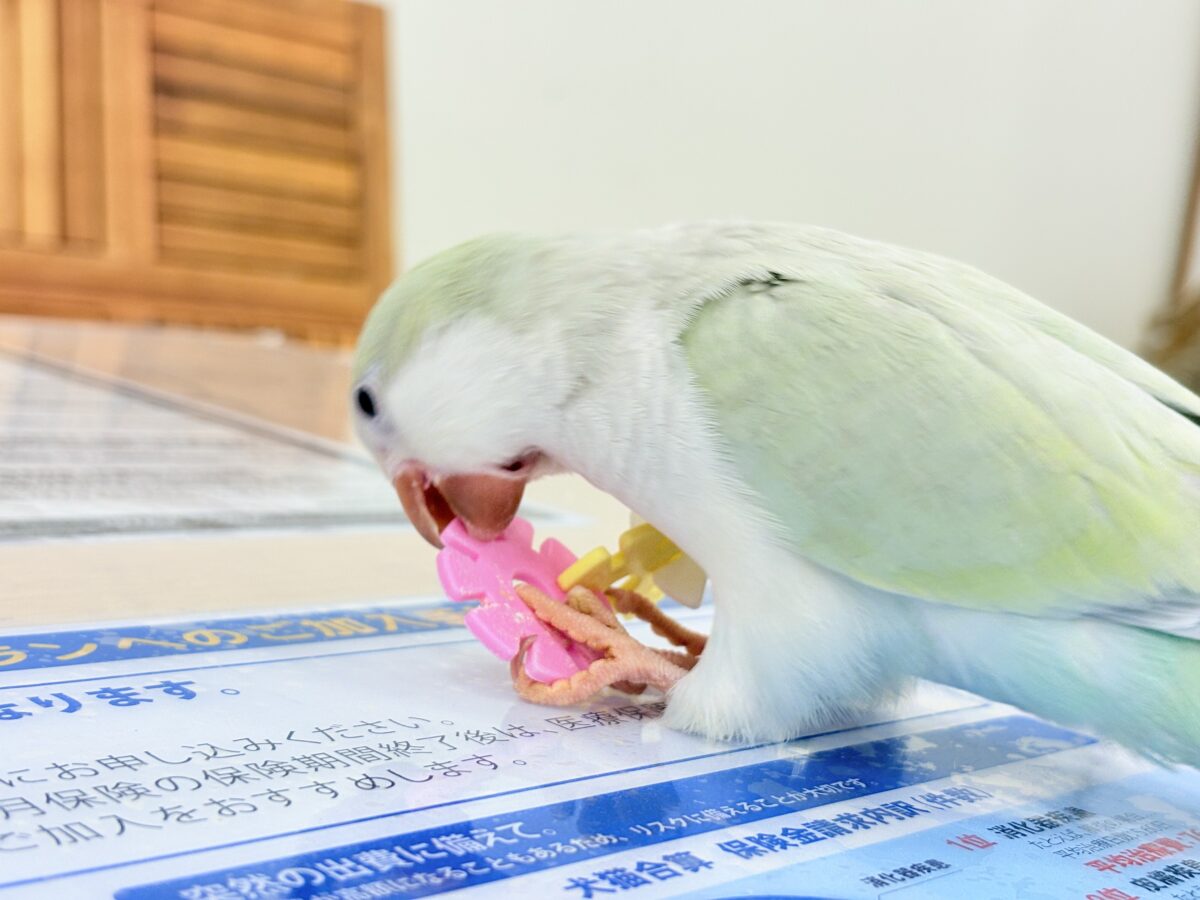 【最新画像更新🪄】淡い淡い禁断の果実🐣🍏オキナインコ(アクアブルーパリドイノ) ヒナ オキナインコ