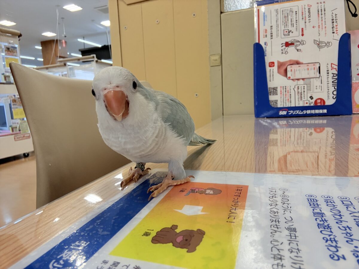 オキナインコ