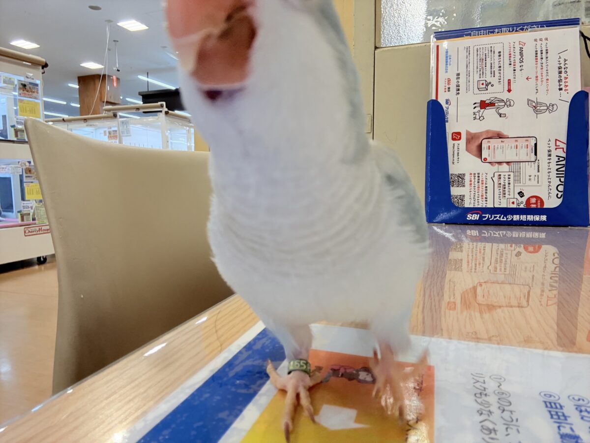 【最新画像・動画更新🪄もうすぐひとり餌☆】おめめがキレイ✨澄んだ瞳が魅力的🐣🫧オキナインコ(ブルーパリド) ヒナ オキナインコ
