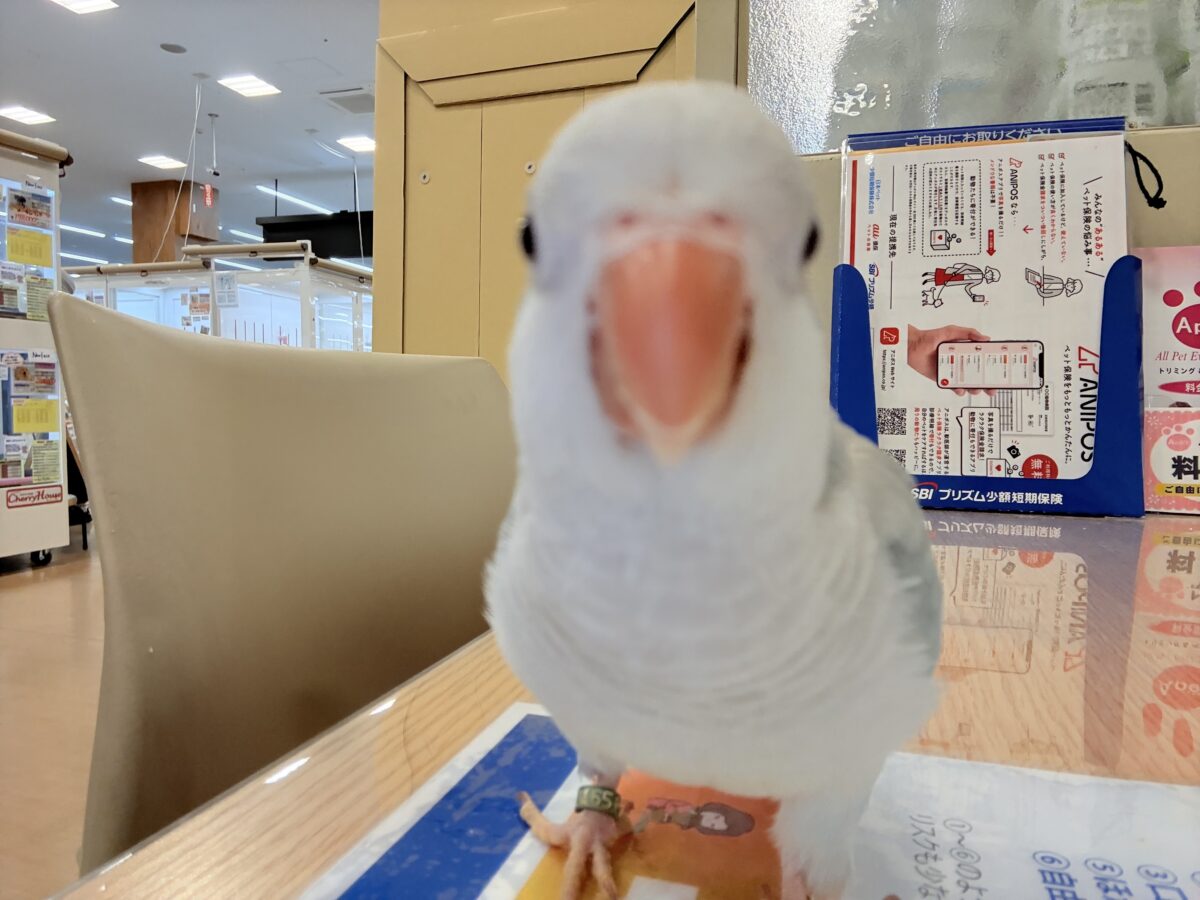 オキナインコ
