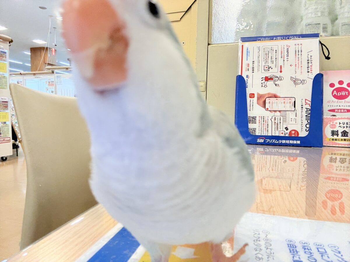 オキナインコ