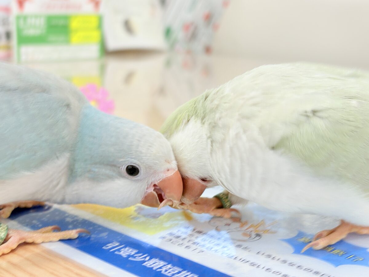 オキナインコ